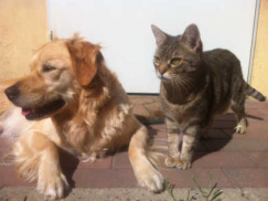 Hund und Katze